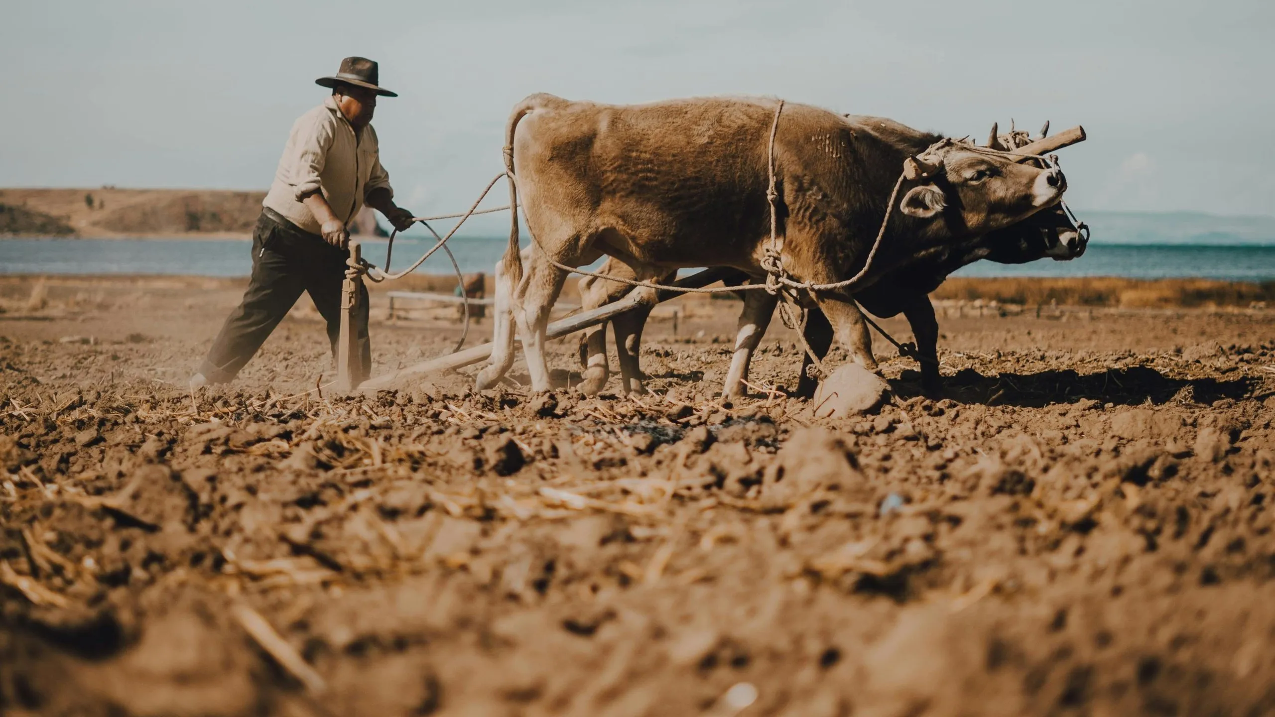 اصلاحات ارضی